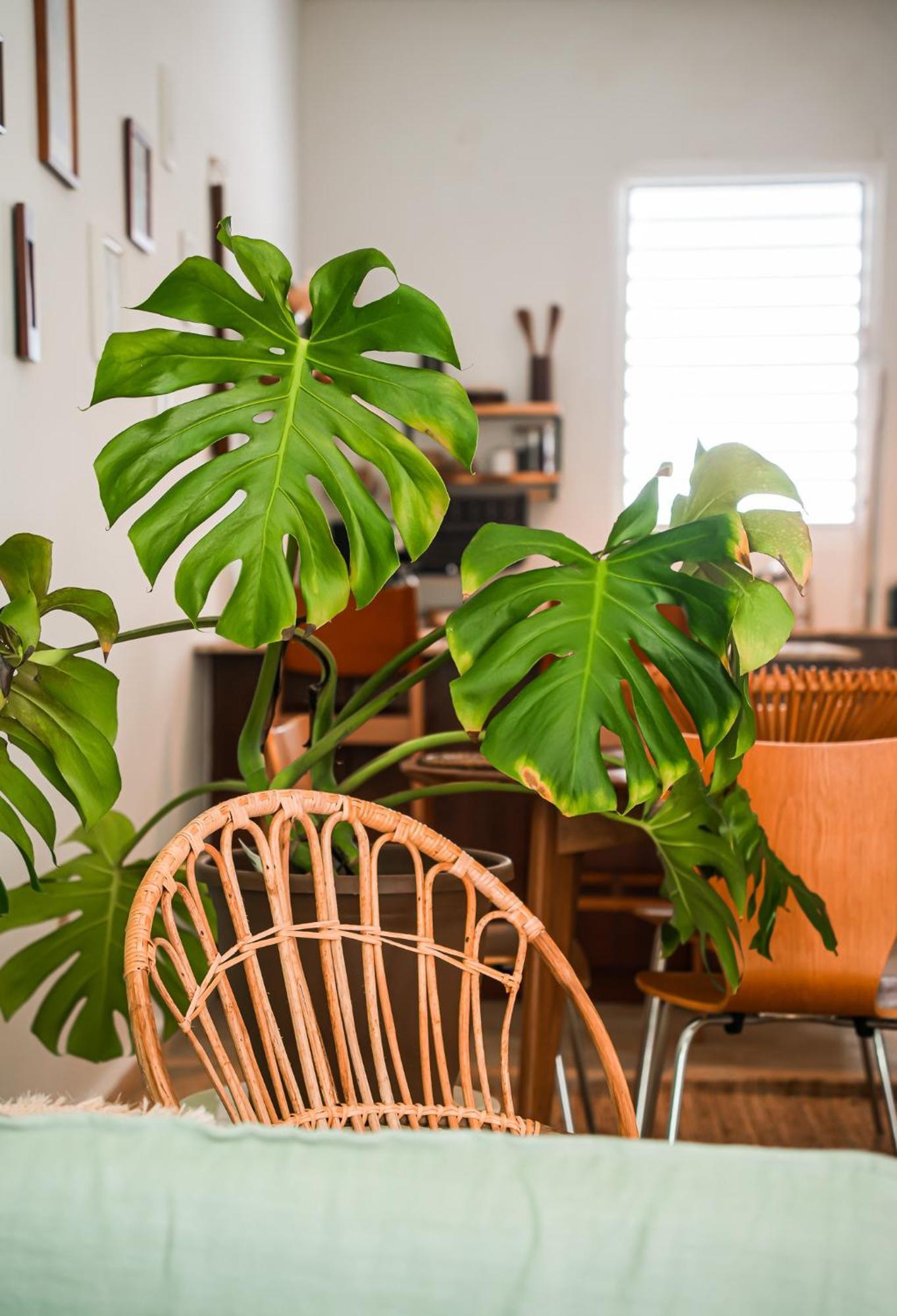 Apartamento Boho Oasis By The San Juan